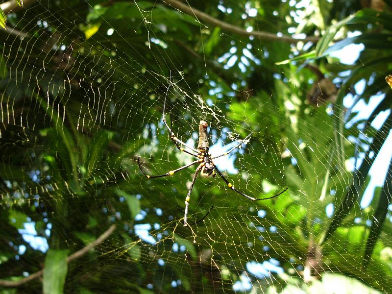 P1050400.JPG - Cape Tribulation