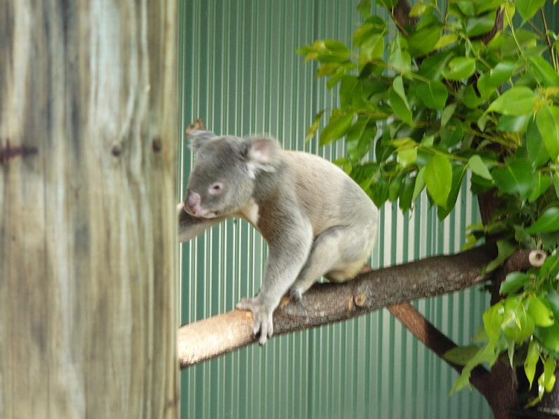 P1050414.JPG - Rainforest Habitat  Wildlife Sanctuary,  Port Douglas