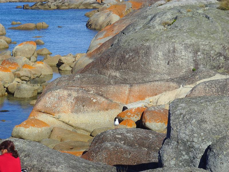 SSL21424.JPG - Bay of Fires