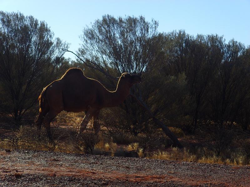 SSL21508.JPG - Kata Tjuta