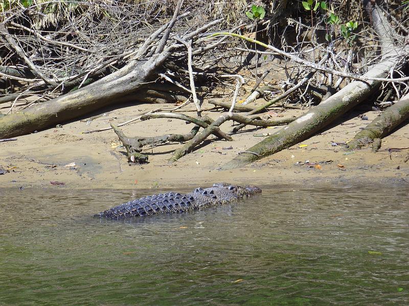 SSL21768.JPG - Daintree river