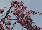 2008-04-05-HIMEJI-P1010899