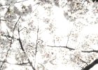 2008-04-05-HIMEJI-P1010941