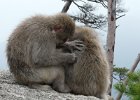 2008-04-07-MIAJIMA-P1020053