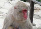 2008-04-07-MIAJIMA-P1020066