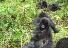 2006-07-26-GORILLAS-IMG 1788