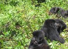 2006-07-26-GORILLAS-IMG 1793