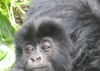 2006-07-26-GORILLAS-IMG 1796