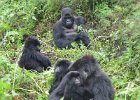 2006-07-26-GORILLAS-IMG 1801