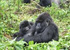 2006-07-26-GORILLAS-IMG 1807