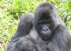 2006-07-26-GORILLAS-IMG 1814
