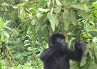 2006-07-26-GORILLAS-IMG 1817