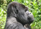 2006-07-26-GORILLAS-IMG 1821