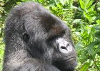 2006-07-26-GORILLAS-IMG 1826