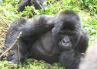 2006-07-26-GORILLAS-IMG 1827