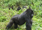 2006-07-26-GORILLAS-IMG 1838