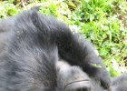 2006-07-26-GORILLAS-IMG 1842