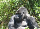 2006-07-26-GORILLAS-IMG 1856