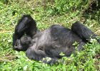 2006-07-26-GORILLAS-IMG 1857