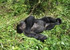 2006-07-26-GORILLAS-IMG 1860