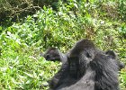 2006-07-26-GORILLAS-IMG 1861