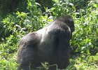 2006-07-26-GORILLAS-IMG 1873