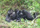 2006-07-26-GORILLAS-IMG 1885