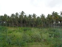 DSC01984