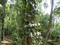 DSC02001  spice garden Periyar, black pepper