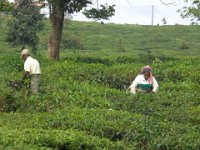 DSC02066  tea plantation