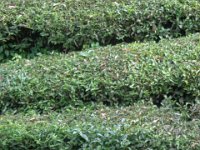 DSC02069  tea plantation