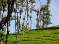 DSC02071  tea plantation