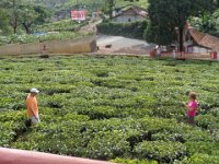 DSC02077  tea plantation, Allan and Rosalind