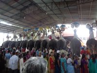 DSC02200  thuravoor mahakshethram festival, the elephants