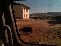 20150420 165043  Yaks