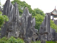 DSC00777  stone forrest