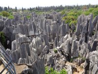 DSC00778  stone forrest