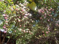 DSC00909