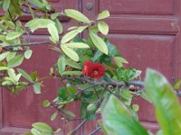 DSC00926