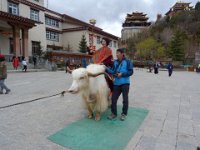 P1050080  local yak