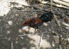 IMG 4657