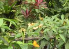 IMG 4854