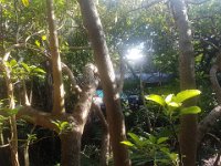 20191127 072141  Forest Lodge, santa Lucia