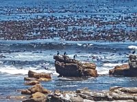 20191129 130034  cape of good hope