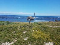 20191129 130813  cape of good hope