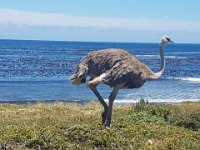 20191129 130818  cape of good hope