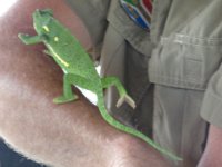 DSC00078  cameleon