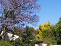 DSC00242  Franschhoek