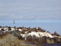 DSC00284  seals island, Hoot bay
