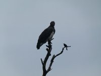 P1300650  vulture